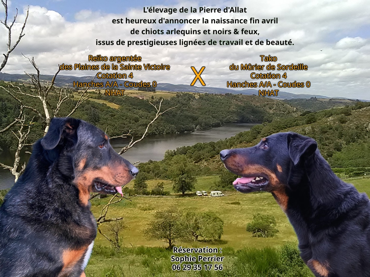 Gestation confirmée pour Reïko, père Tako du Mûrier de Sordeille pour des naissances prévues fin avril