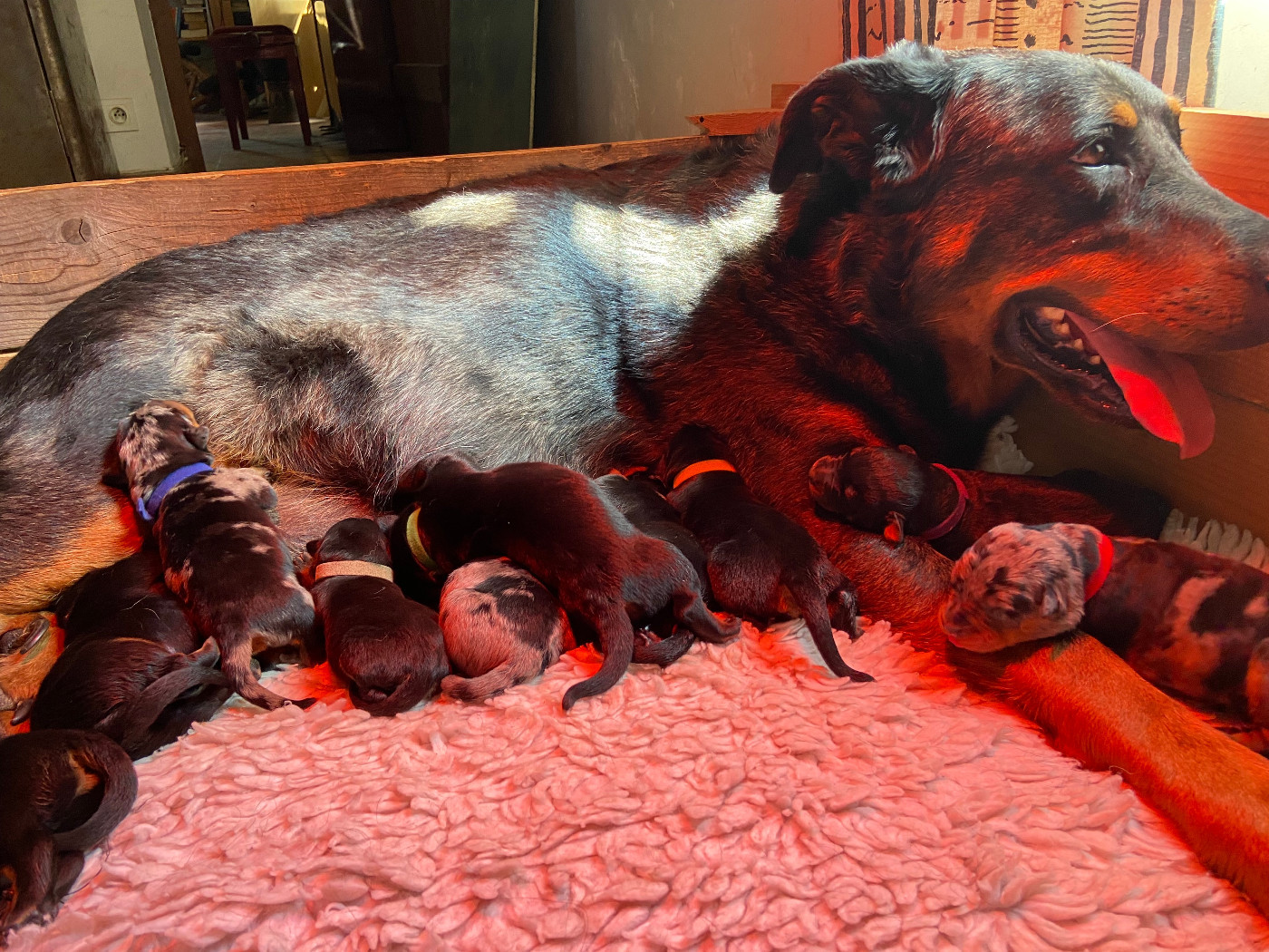 Naissance le 24 avril 2026 d'une portée de 10 chiots!