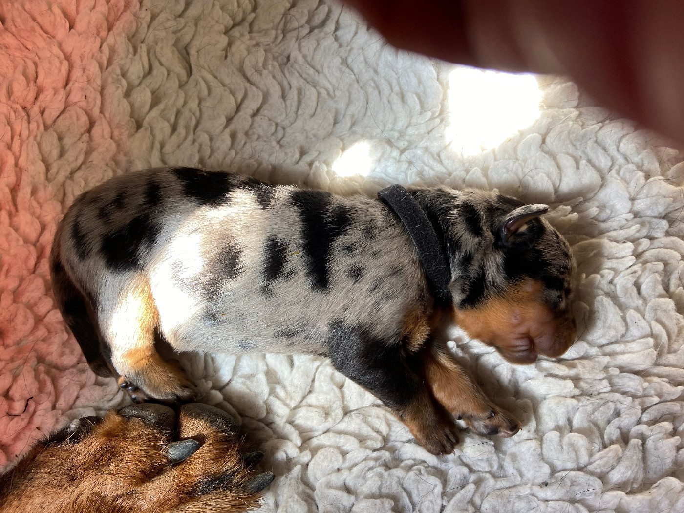 De La Pierre D'Allat - Chiots disponibles - Berger de Beauce