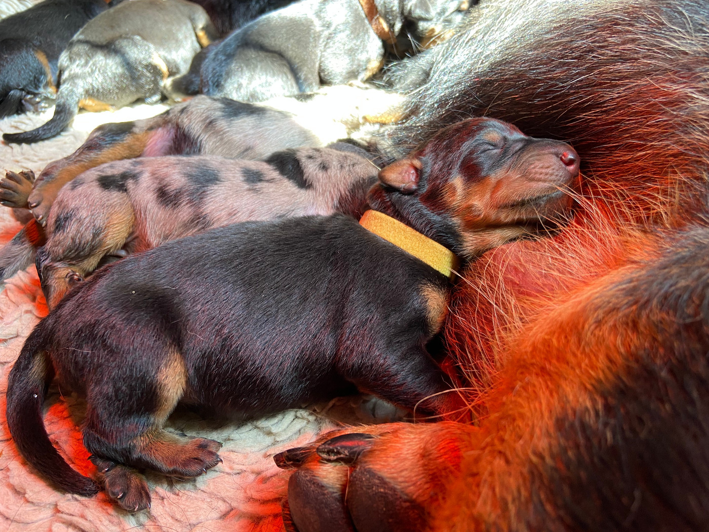 De La Pierre D'Allat - Chiots disponibles - Berger de Beauce