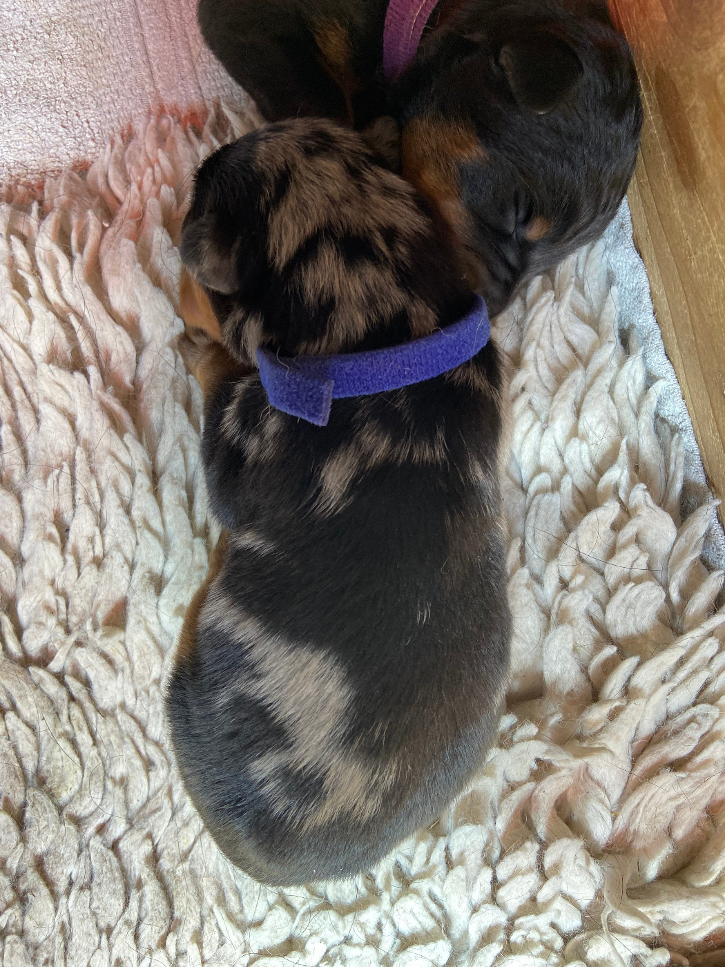 De La Pierre D'Allat - Chiots disponibles - Berger de Beauce