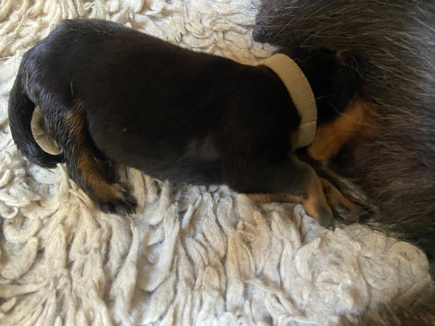 De La Pierre D'Allat - Chiots disponibles - Berger de Beauce