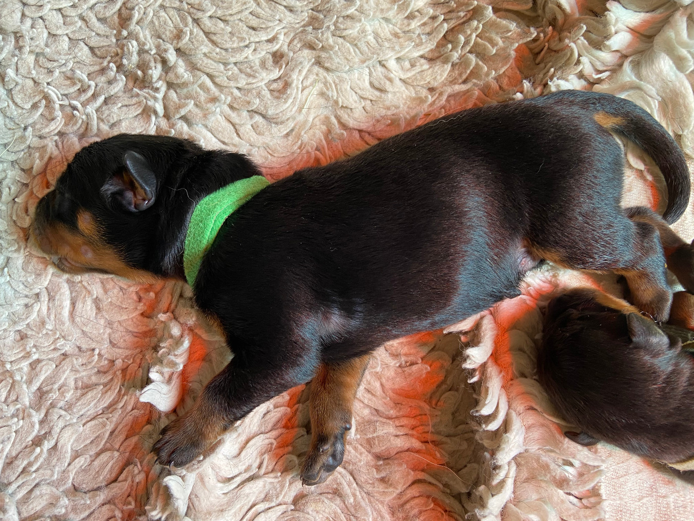 De La Pierre D'Allat - Chiots disponibles - Berger de Beauce