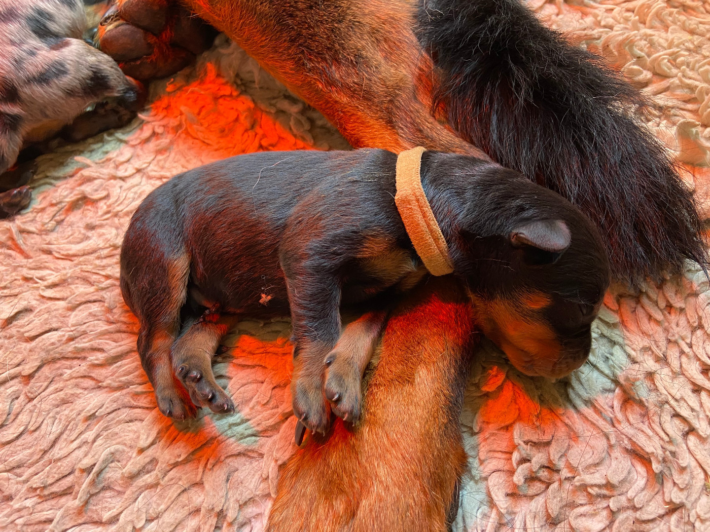 De La Pierre D'Allat - Chiots disponibles - Berger de Beauce