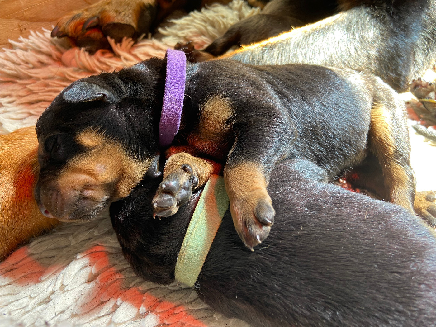 De La Pierre D'Allat - Chiots disponibles - Berger de Beauce