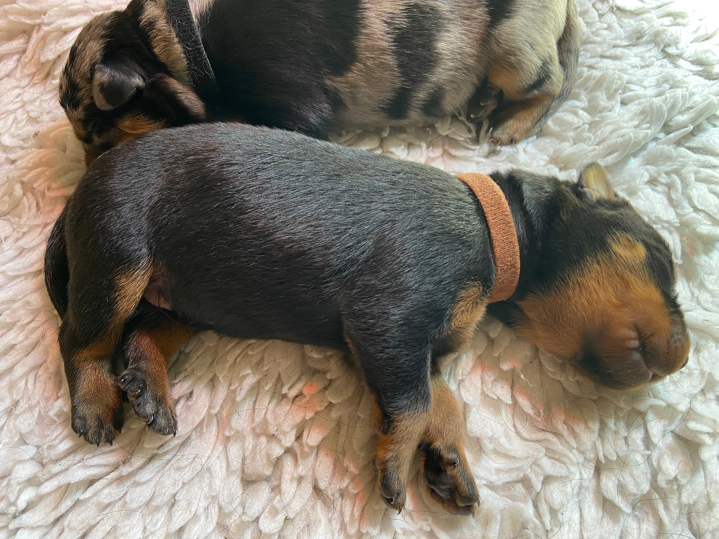 De La Pierre D'Allat - Chiots disponibles - Berger de Beauce