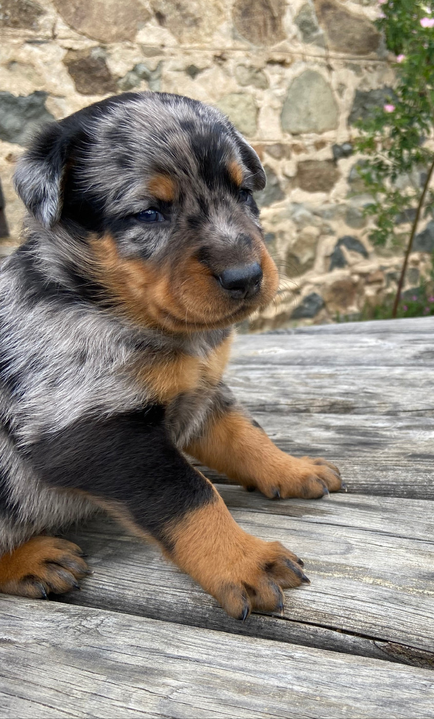 De La Pierre D'Allat - Chiots disponibles - Berger de Beauce