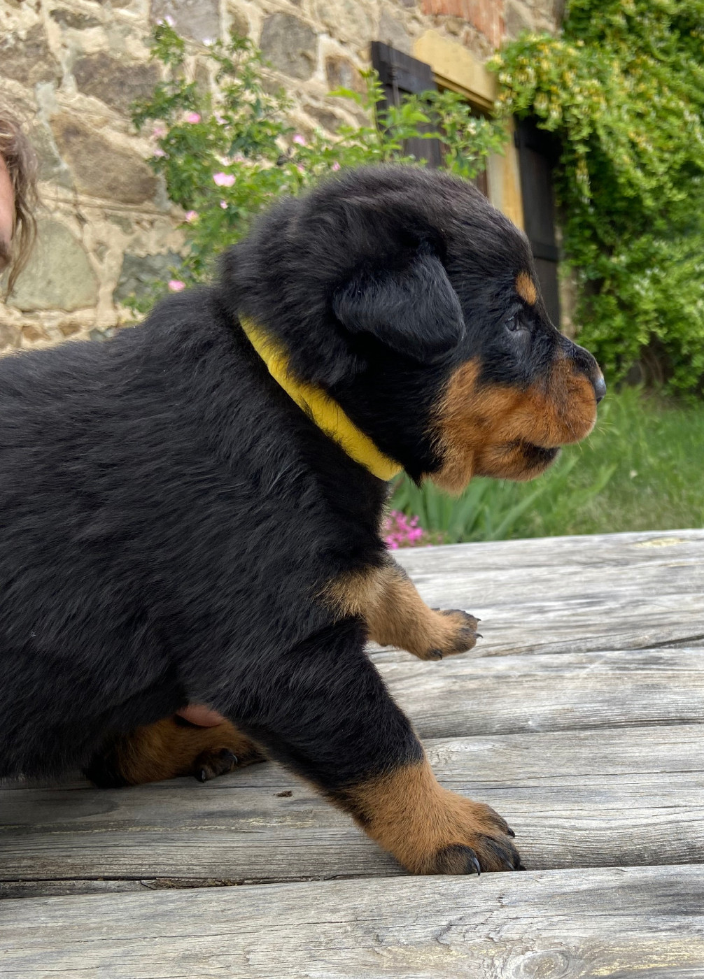 De La Pierre D'Allat - Chiots disponibles - Berger de Beauce
