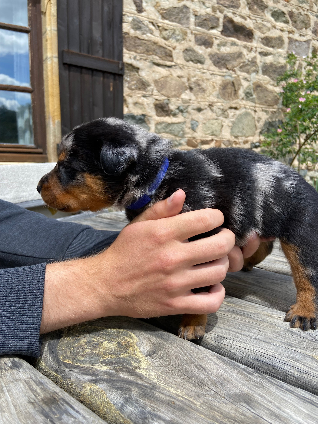 De La Pierre D'Allat - Chiots disponibles - Berger de Beauce