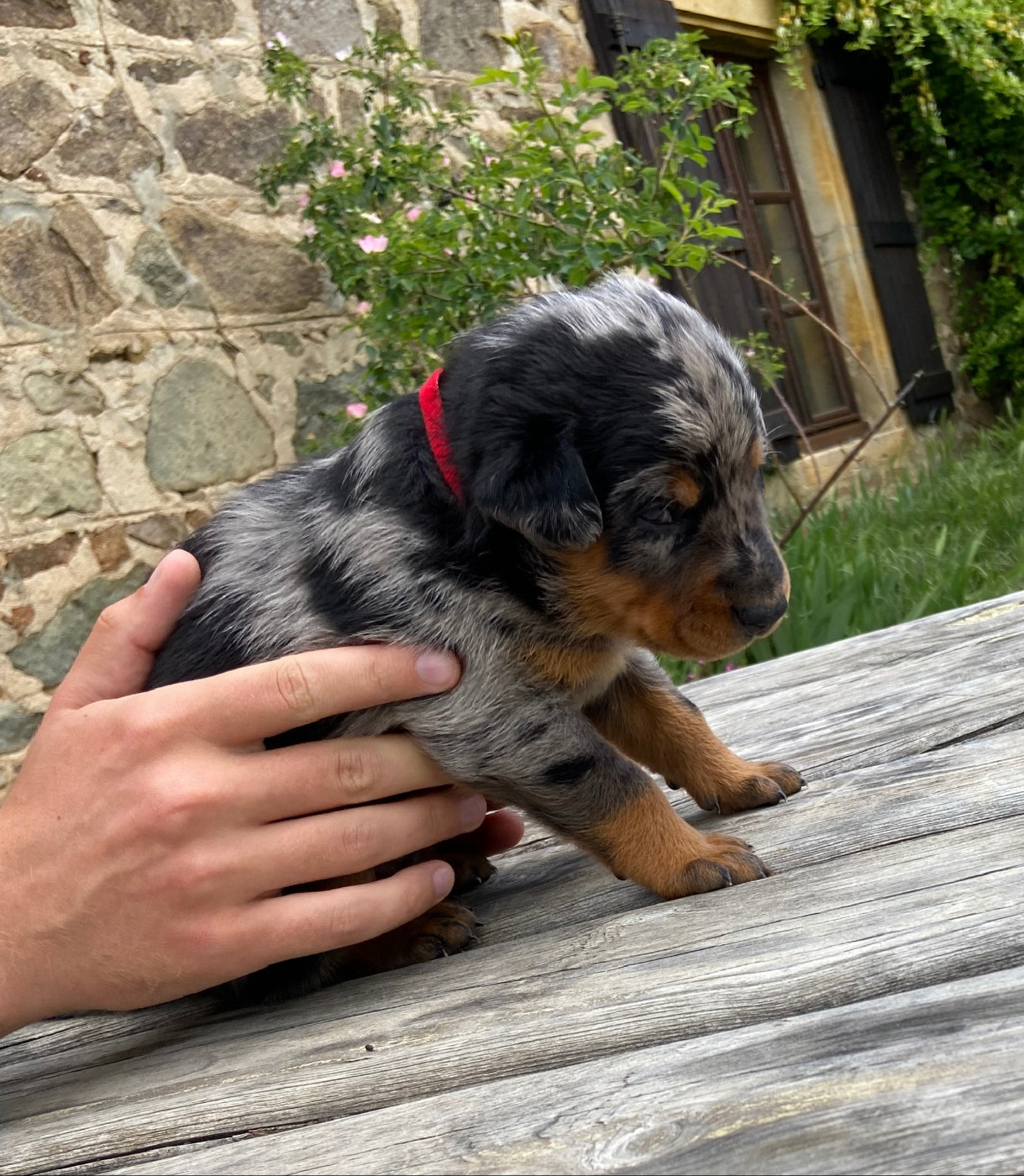 De La Pierre D'Allat - Chiots disponibles - Berger de Beauce