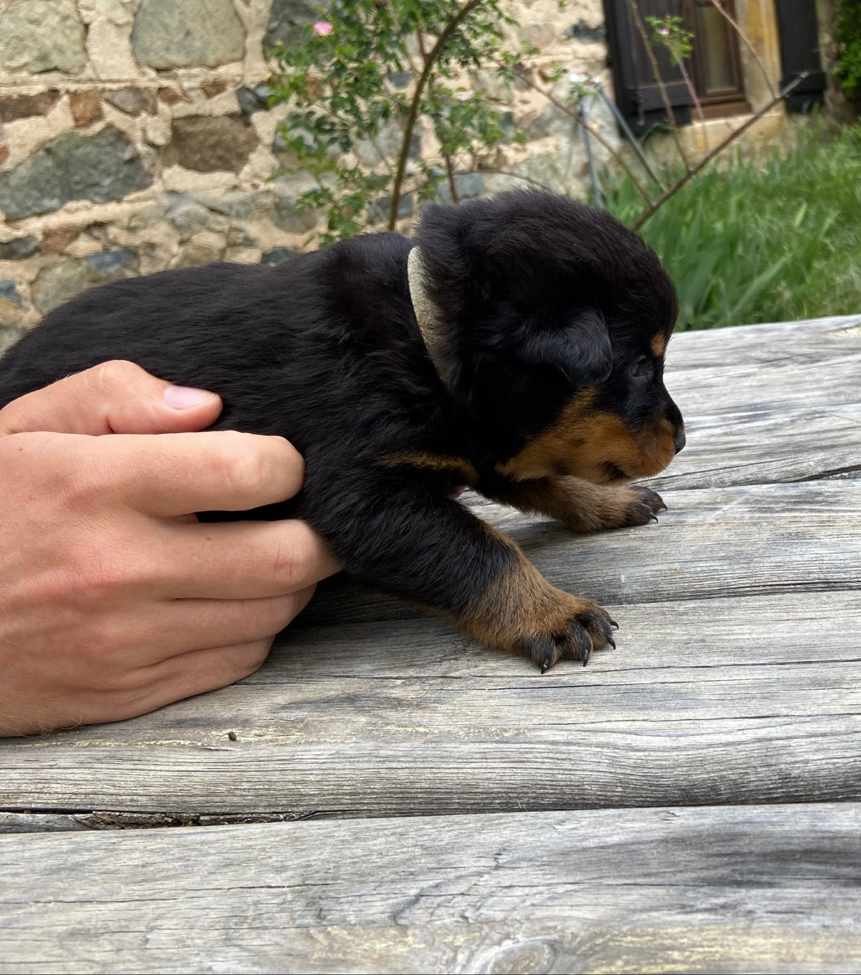 De La Pierre D'Allat - Chiots disponibles - Berger de Beauce