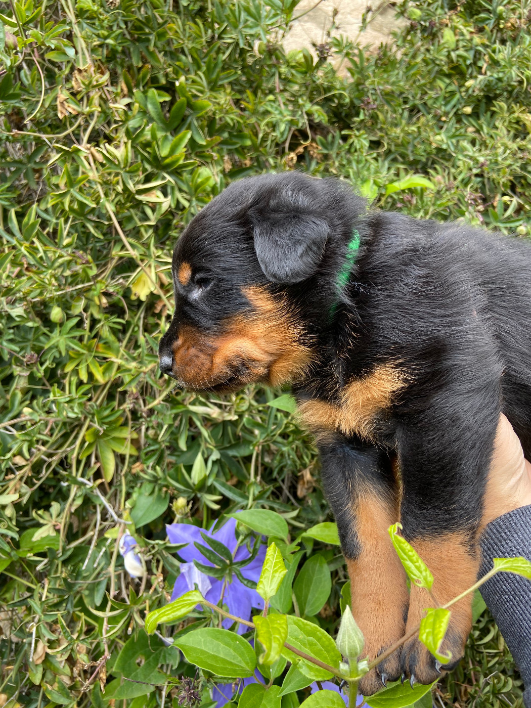 De La Pierre D'Allat - Chiots disponibles - Berger de Beauce