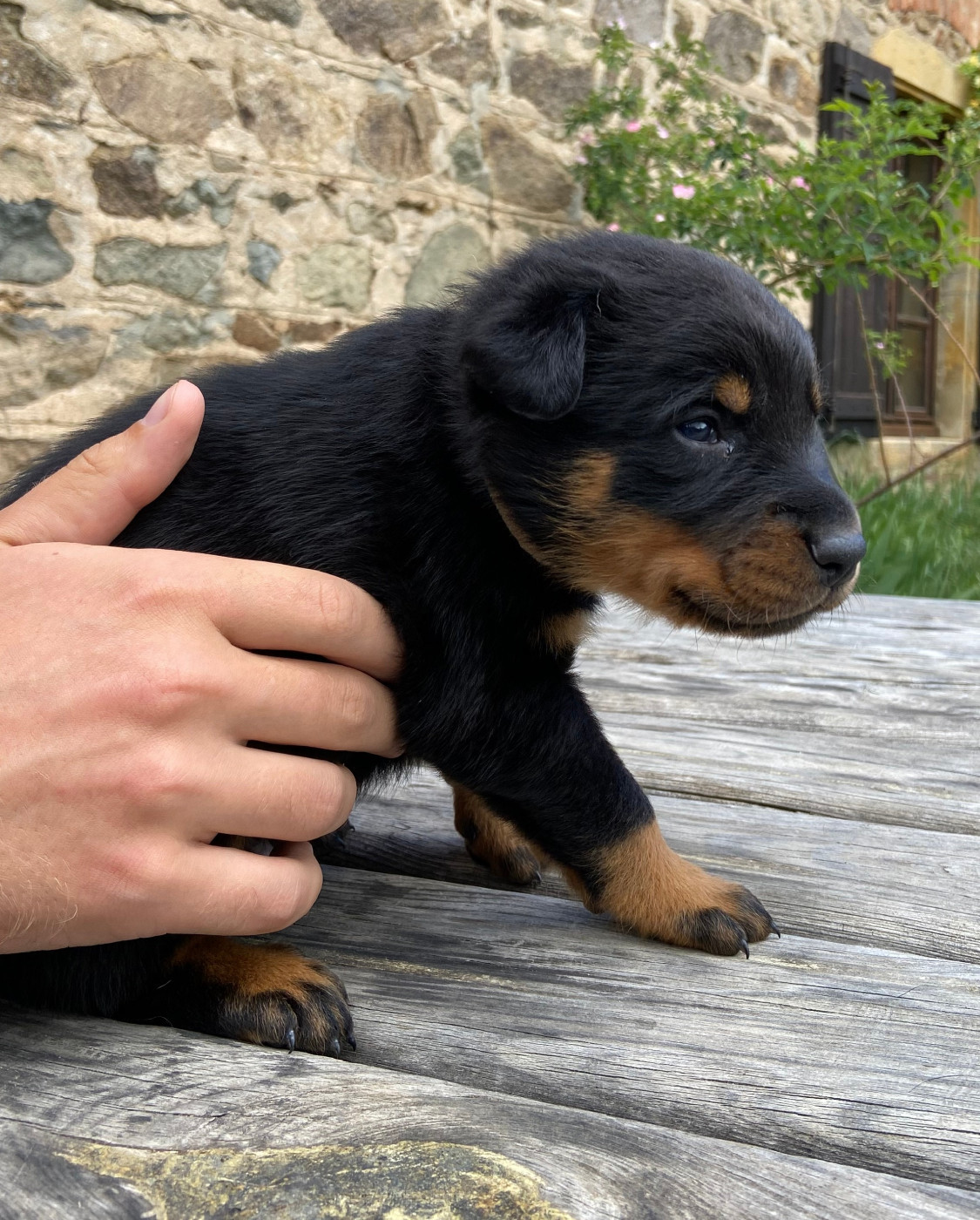 De La Pierre D'Allat - Chiots disponibles - Berger de Beauce