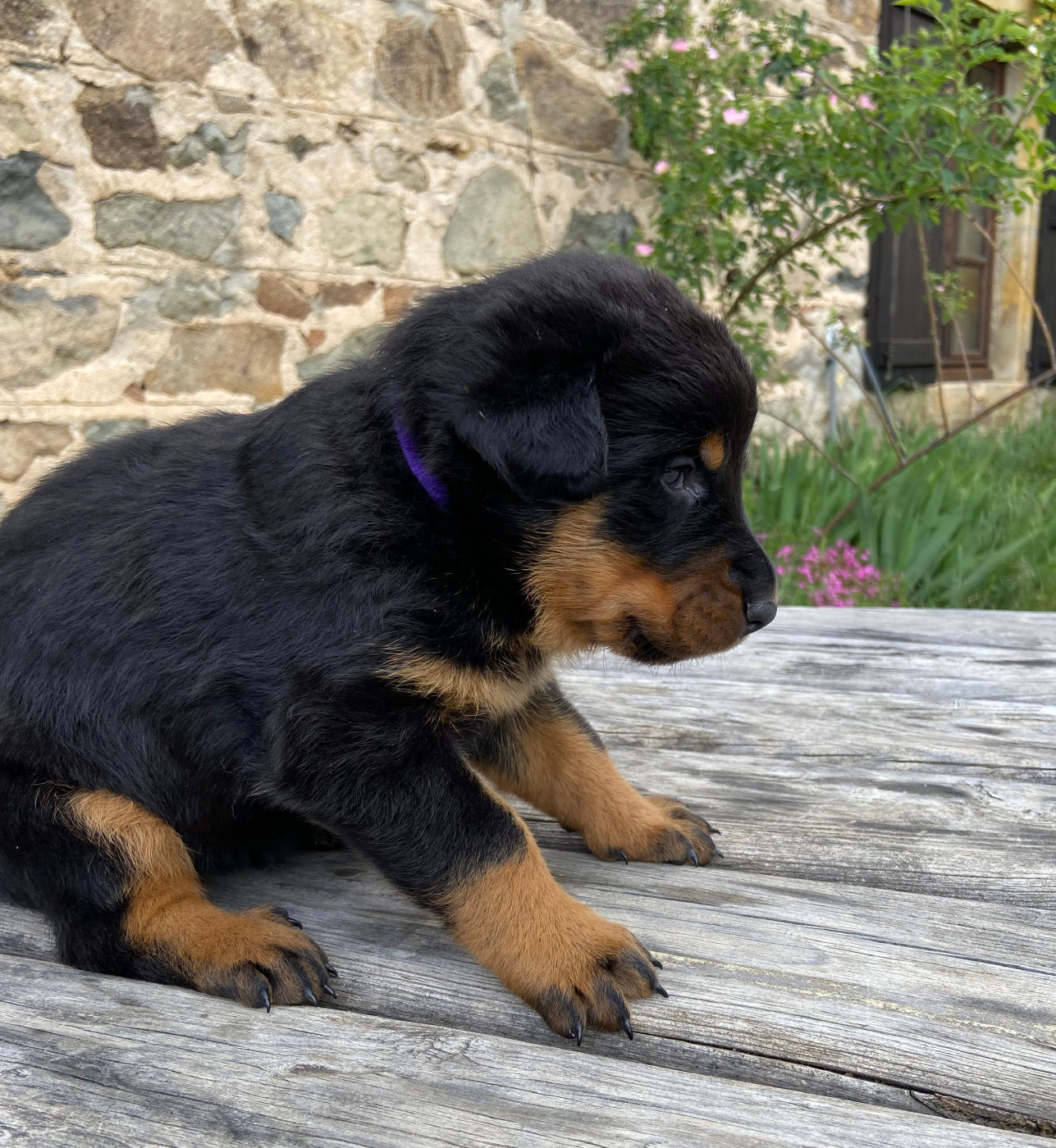 De La Pierre D'Allat - Chiots disponibles - Berger de Beauce