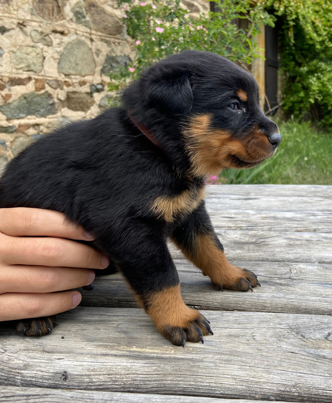 De La Pierre D'Allat - Chiots disponibles - Berger de Beauce