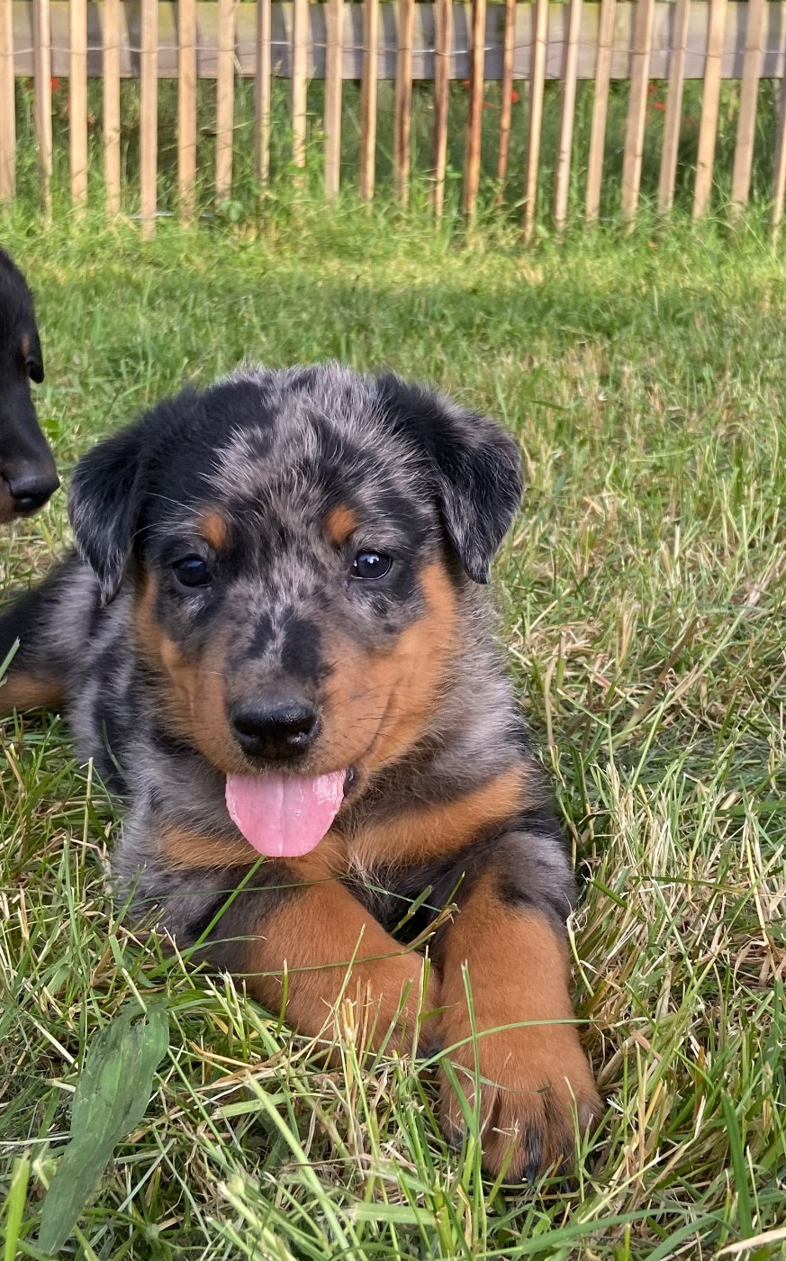 De La Pierre D'Allat - Chiots disponibles - Berger de Beauce