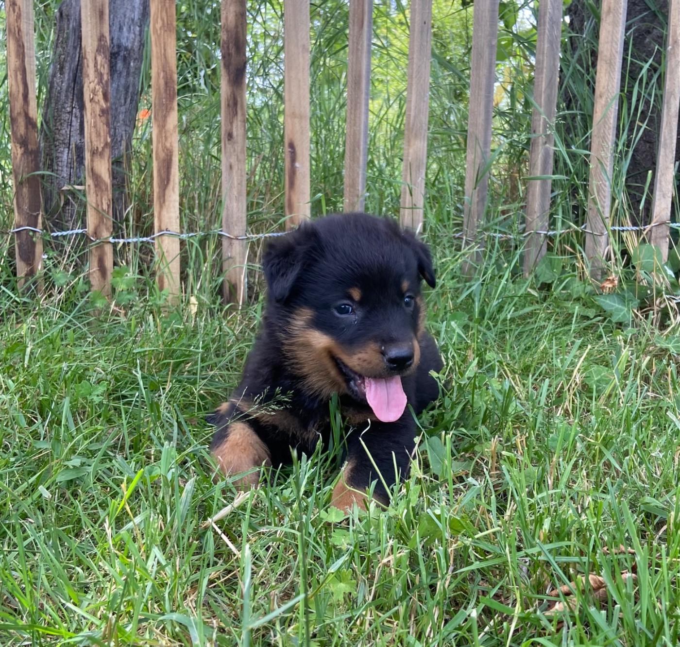De La Pierre D'Allat - Chiots disponibles - Berger de Beauce
