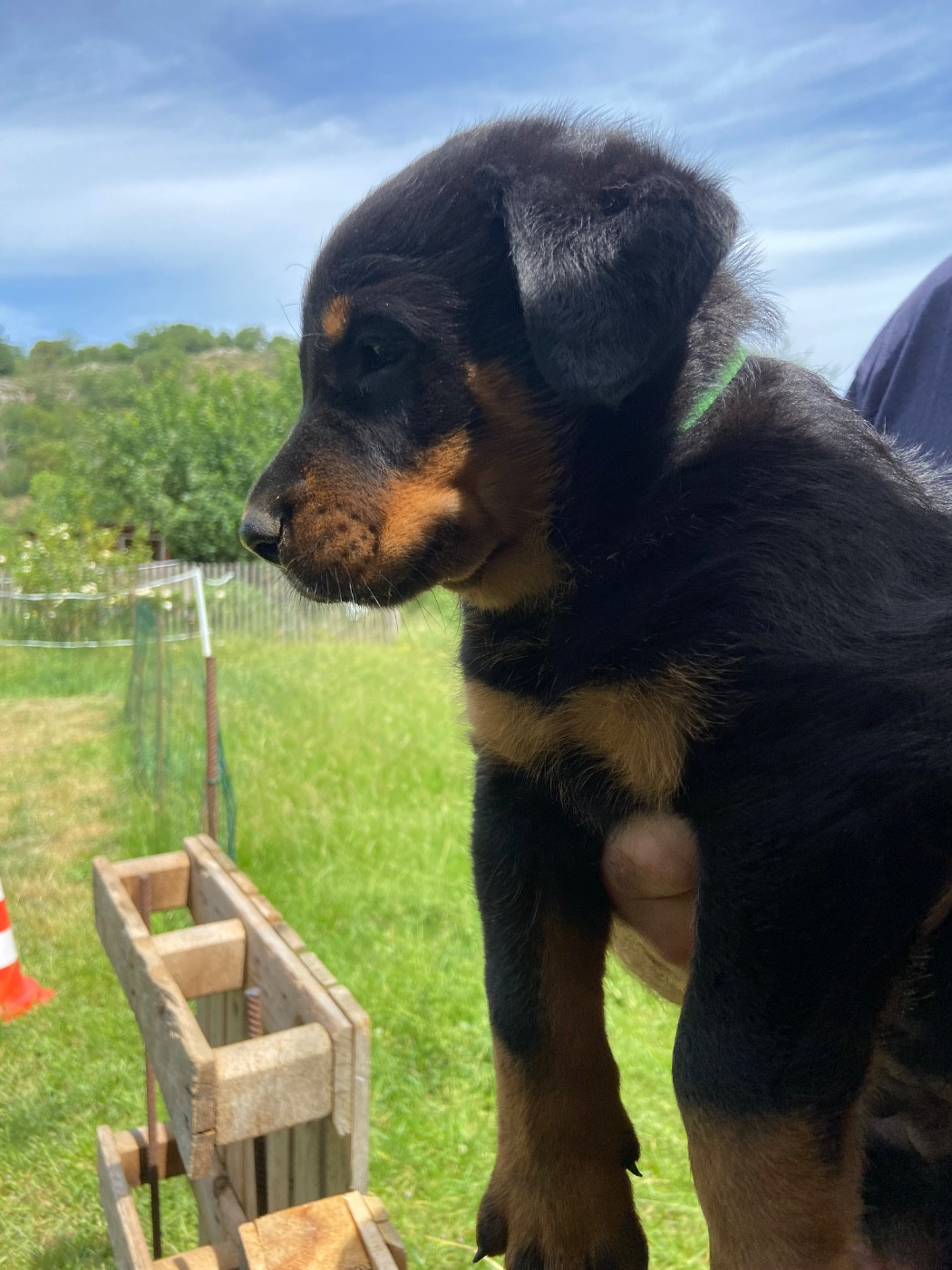 De La Pierre D'Allat - Chiots disponibles - Berger de Beauce